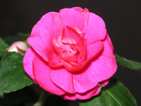 写真「インパチエンスの花」