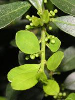 �C�k�c�Q�̉�