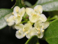 �C�k�c�Q�̉�