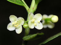 �C�k�c�Q�̉�