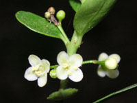 �C�k�c�Q�̉�