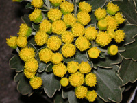 写真「イソギク〔磯菊〕の花」