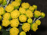 写真「イソギク〔磯菊〕の花」