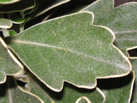 写真「イソギク〔磯菊〕の花」