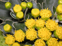 写真「イソギク〔磯菊〕の花」