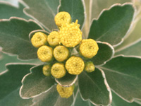 写真「イソギク〔磯菊〕の花」