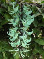 ヒスイカズラ〔翡翠葛〕の花（写真）