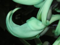 ヒスイカズラ〔翡翠葛〕の花（写真）