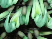 ヒスイカズラ〔翡翠葛〕の花（写真）