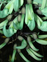 ヒスイカズラ〔翡翠葛〕の花（写真）