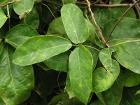 ヒスイカズラ〔翡翠葛〕の葉（写真）