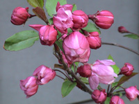 写真「カイドウ〔海棠〕の花」