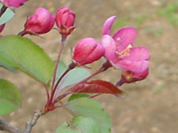 写真「カイドウ〔海棠〕の花」