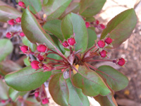 写真「カイドウ〔海棠〕の花」