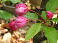 写真「カイドウ〔海棠〕の花」