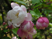 写真「カイドウ〔海棠〕の花」