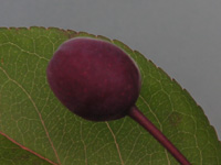 写真「ハナカイドウの実」