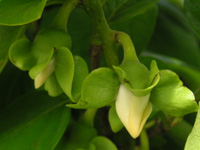 写真「カキ〔柿〕の花」