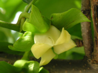 写真「カキ〔柿〕の花」