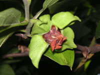 写真「カキ〔柿〕の花」