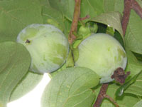 写真「カキ〔柿〕の実」