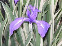 カキツバタ〔杜若〕の写真