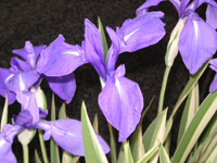 カキツバタ〔杜若〕の写真