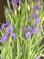 カキツバタ〔杜若〕の写真