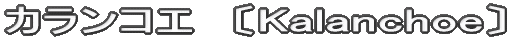 カランコエ〔Kalanchoe〕