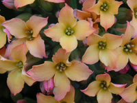 写真「カランコエ〔Kalanchoe〕の花」