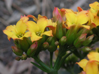 写真「カランコエ〔Kalanchoe〕の花」