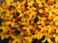 写真「カランコエ〔Kalanchoe〕の花」