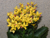 写真「カランコエ〔Kalanchoe〕の花」