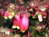 写真「カランコエ・ウエンディーの花」