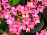 写真「カランコエ〔Kalanchoe〕の花」