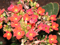 写真「カランコエ〔Kalanchoe〕の花」