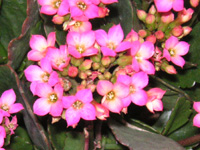 写真「カランコエ〔Kalanchoe〕の花」