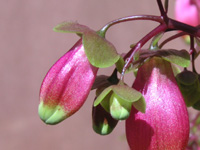 写真「カランコエ・ウエンディー〔Kalanchoe Wendy〕の花」