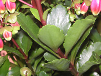 写真「カランコエ・ウエンディー〔Kalanchoe Wendy〕の花」