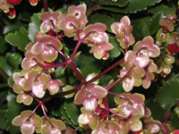 写真「カランコエ・ウエンディー〔Kalanchoe Wendy〕の花」