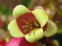 写真「カランコエ・ウエンディー〔Kalanchoe Wendy〕の花」