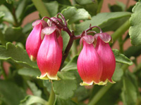 写真「カランコエ・ウエンディー〔Kalanchoe Wendy〕の花」