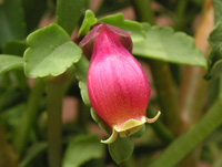 写真「カランコエ・ウエンディー〔Kalanchoe Wendy〕の花」