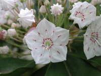 写真「カルミア〔Kalmia〕の花」