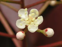 カナメモチ〔要黐〕の花（写真）