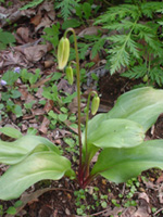 カタクリの花の写真