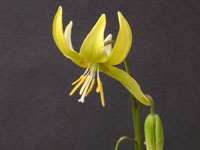 カタクリの花の写真