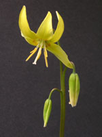 カタクリの花の写真