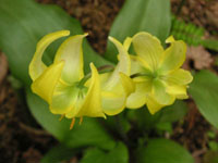 カタクリの花の写真