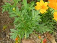 キバナコスモス〔黄花コスモス〕の葉（写真）